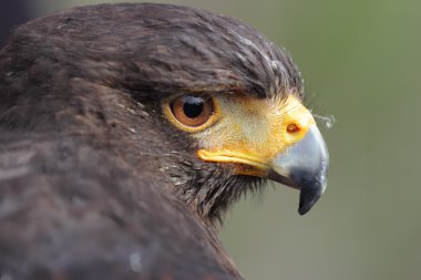 Parabuteo unicinctus baş