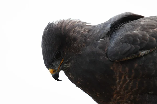 L'aquilone nero, Milvus migrans — Foto Stock