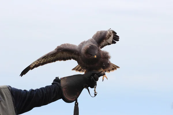 Zwarte Wouw vogel — Stockfoto