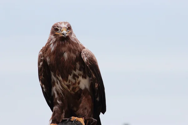 Aquila nipalensis ave silvestre — Foto de Stock