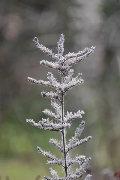 Beyaz bitki kış saati — Stok fotoğraf