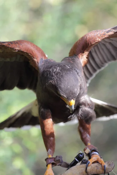 Parabuteo unicinctus closeup — Fotografia de Stock