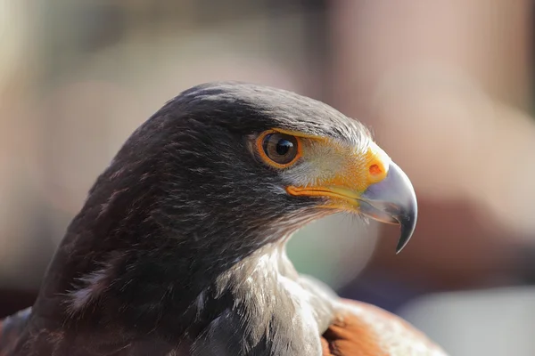 Lado pájaro salvaje — Foto de Stock