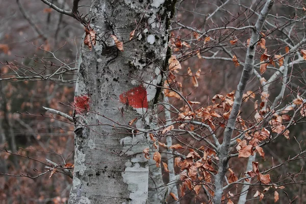 ブナの樹皮記号 — ストック写真