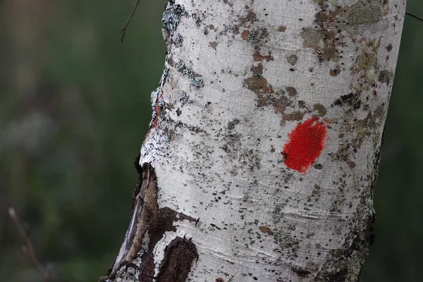 Beech bark marking for hikers — Stock Photo, Image