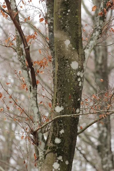 Casca de faia no tempo de inverno — Fotografia de Stock