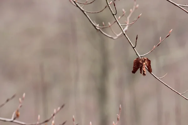 Inverno foglie foresta — Foto Stock