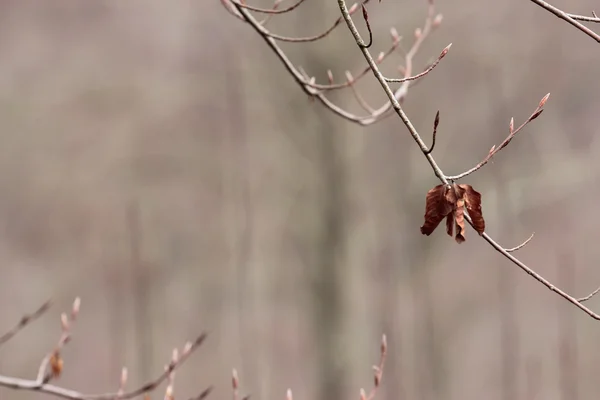 Feuilles d'hiver forêt — Photo