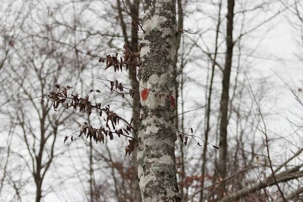 Beech bark işareti — Stok fotoğraf