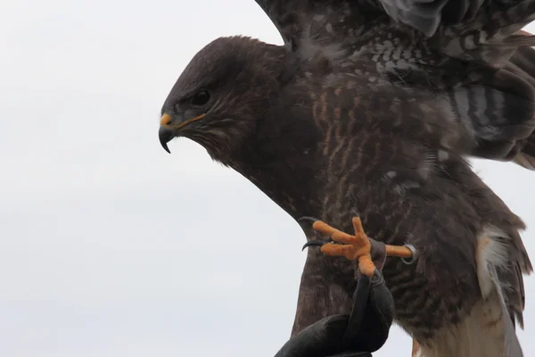 Zwarte Wouw close-up — Stockfoto