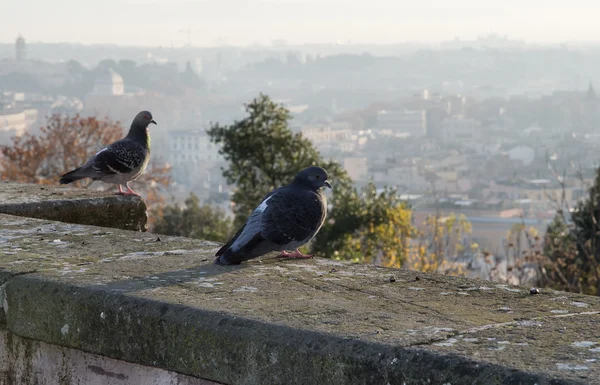 Tauben von Rom — Stockfoto