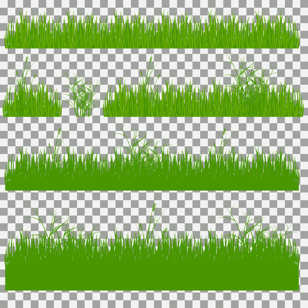 grass, shrubs. A set of various types of grass. Set of grass on a transparent background.