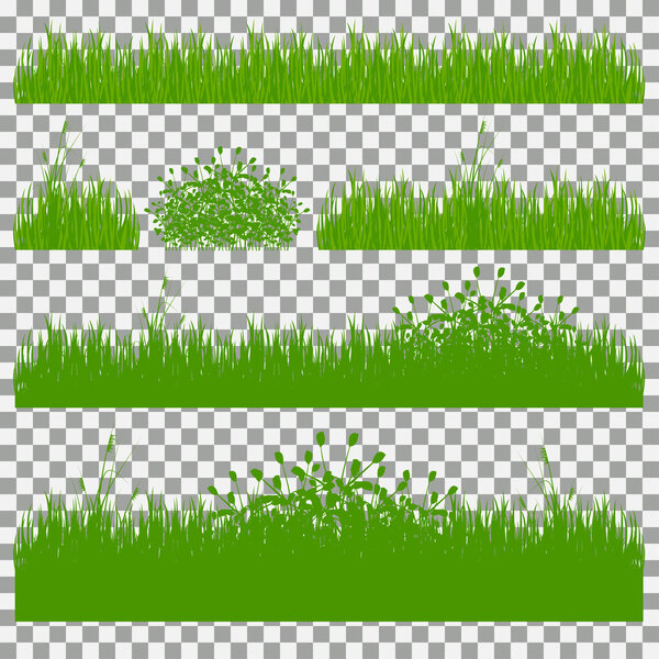 grass, shrubs. A set of various types of grass. Set of grass on a transparent background.