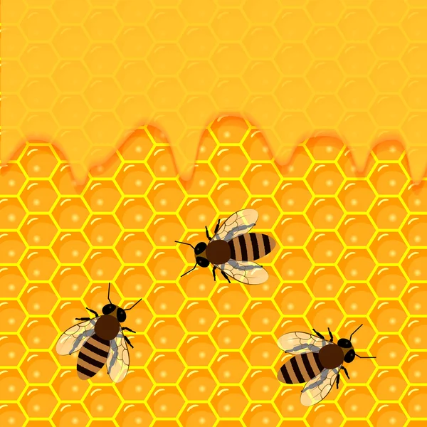 Panal de abeja y gotas de miel dulce. productos apícolas y apicultura . — Vector de stock