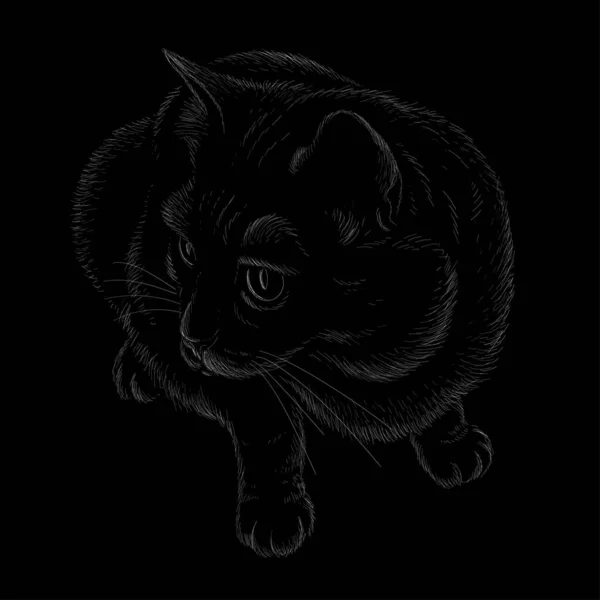 Ilustración Arte Vectorial Gato Shirt Ropa Tatuaje Diseño Outwear Lindo — Archivo Imágenes Vectoriales