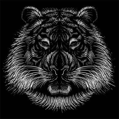 Siyah arka planda vektör kaplan