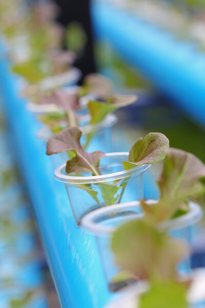 Young red batavia lettuce 