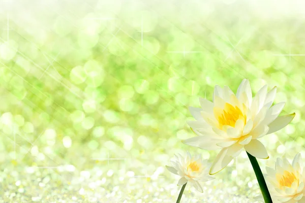 Yellow water lily on green of bokeh for design. — Stock Photo, Image