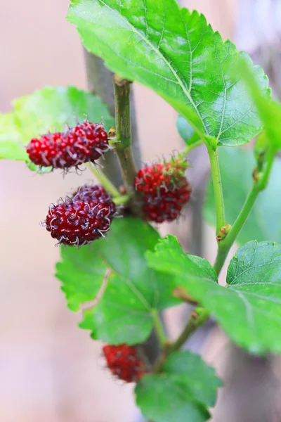 Fresh of mulberries on tree. — Stock Photo, Image