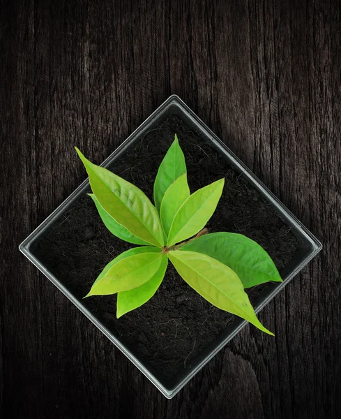 Young plant in pot on wood background — Stock Photo, Image