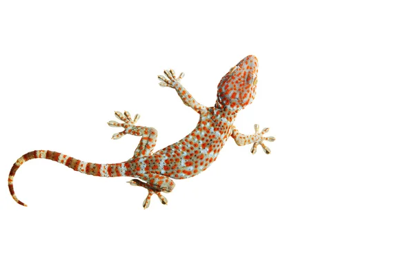 Gecko diisolasi dengan path kliping . — Stok Foto