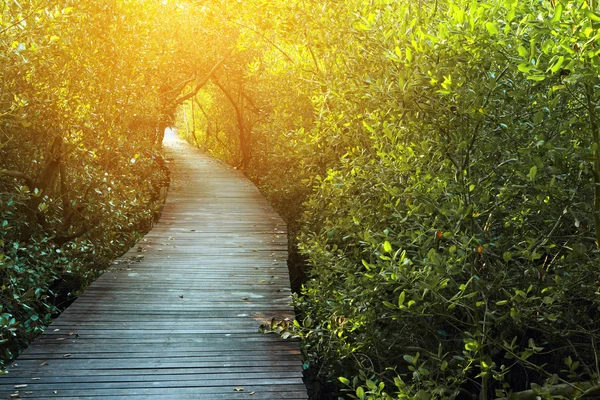 Ponte di legno Nella foresta di mangrovie — Foto Stock