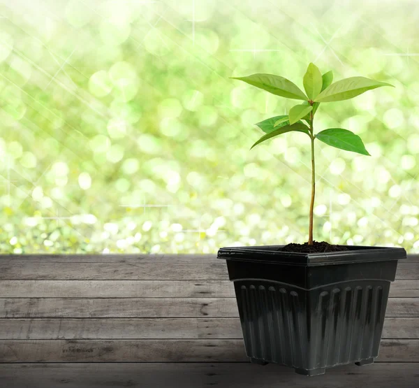 Jovem planta em vaso em madeira com bokeh verde, fundo — Fotografia de Stock