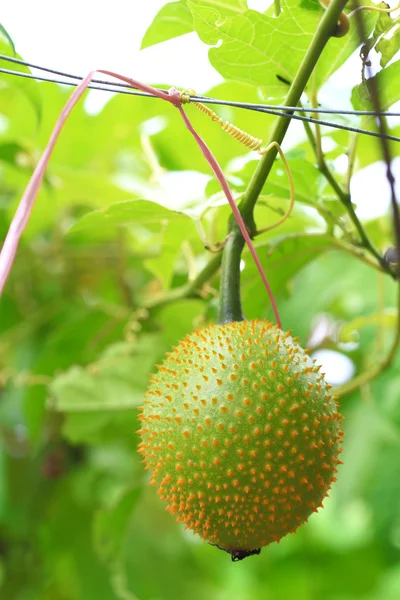 Gac, Baby jackruit, Spiny bitter gourd, Sweet grourd or cochinch — Stock Photo, Image