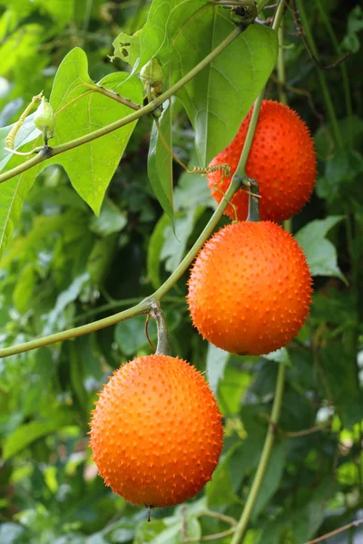 Gac, Jackruit bebé, calabaza amarga espinosa, grourd dulce o cochinch Fotos de stock