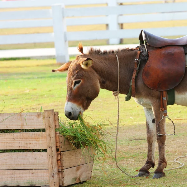 Burro — Stock Photo, Image