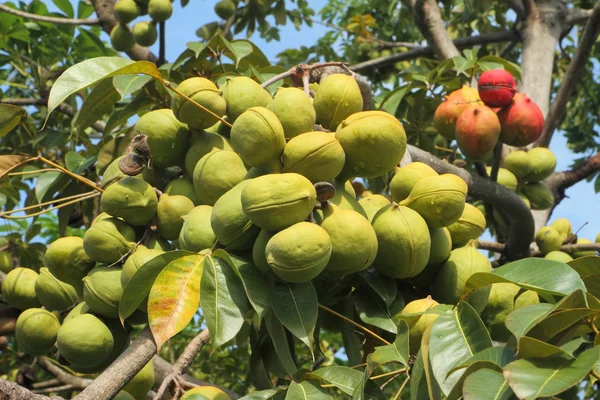 Sterculiaceae — Φωτογραφία Αρχείου