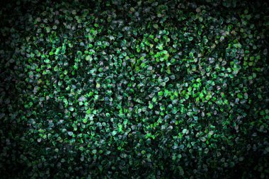 arka plan için çim dokusu, yakın çekim.