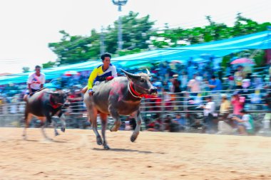 143th Buffalo Festivali 7 Ekim 2014 yarış.