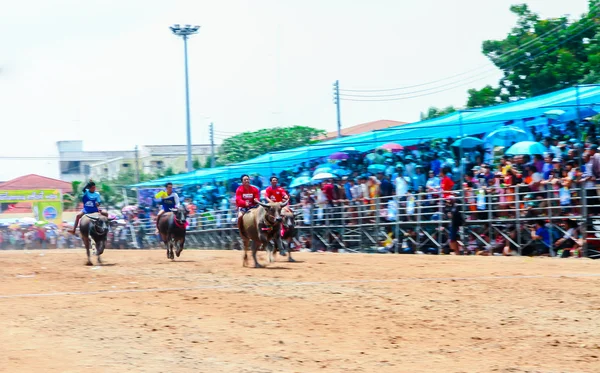 143th Buffalo Racing Festival på 7 oktober 2014. — Stockfoto