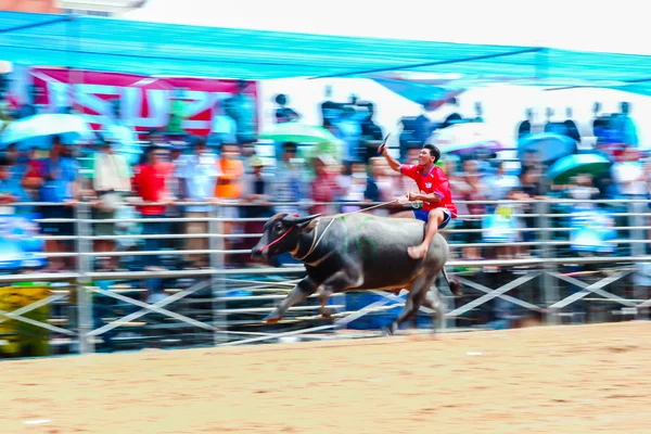 143th Buffalo Racing Festival on October 7, 2014. — Stock Photo, Image