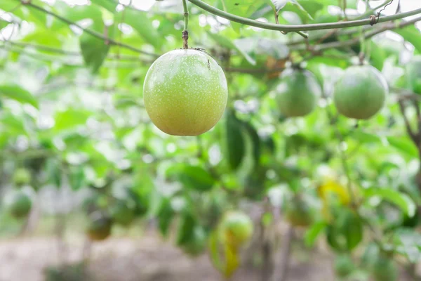 Fruta de la Pasión (Passiflora edulis ) — Foto de Stock