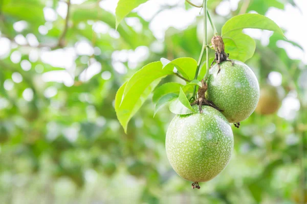 Fruta de la Pasión (Passiflora edulis) — Foto de Stock