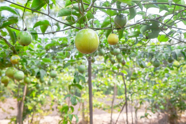 Passion fruit (passiflora edulis ) — Stock Photo, Image