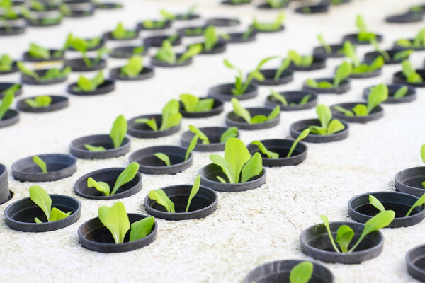 Young green cos lettuce/ butterhead - hydroponics vegetable