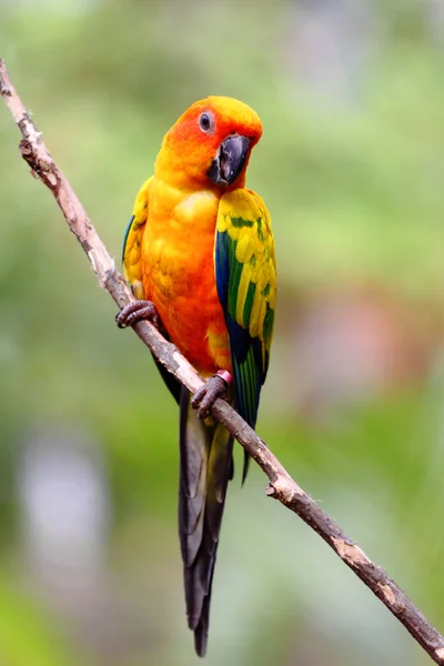 Колоритный жёлтый попугай — стоковое фото