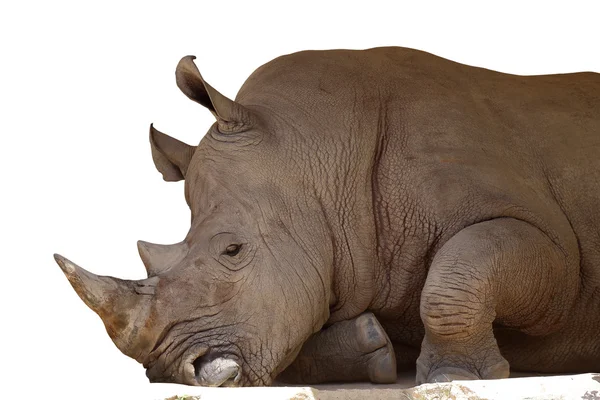 White rhino on a white. — Stock Photo, Image