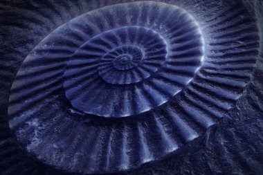 Ammonit yüzeyi Tarih öncesi fosil mavi tonu