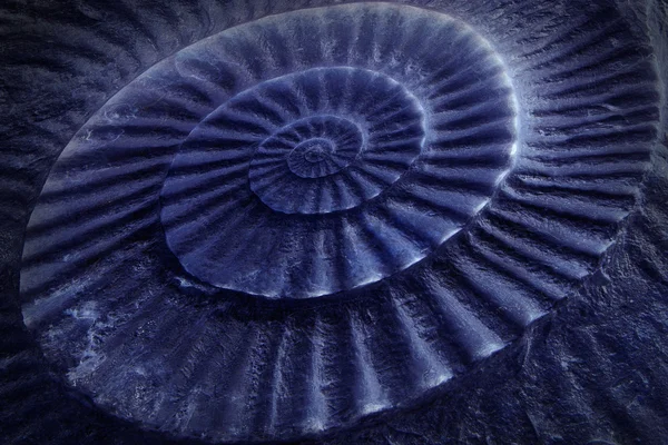 表面にアンモナイト先史時代の化石の青色のトーン — ストック写真