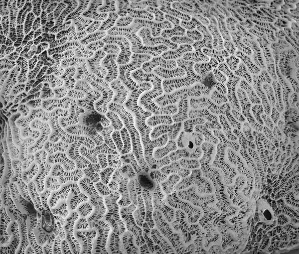 Фон из ископаемых кораллов . — стоковое фото