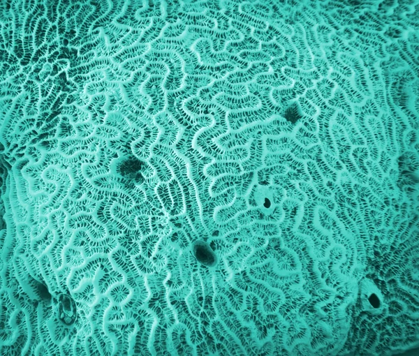 Фон из ископаемых кораллов . — стоковое фото