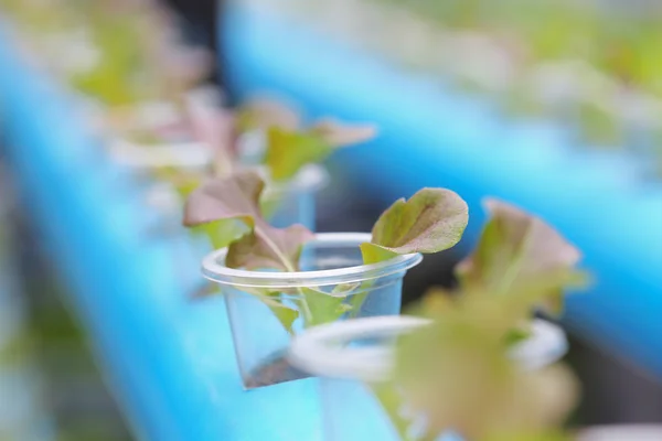 Jeune de légumes hydroponiques — Photo