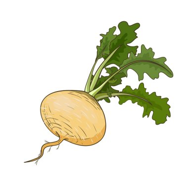 Vector turnip isolated on white clipart
