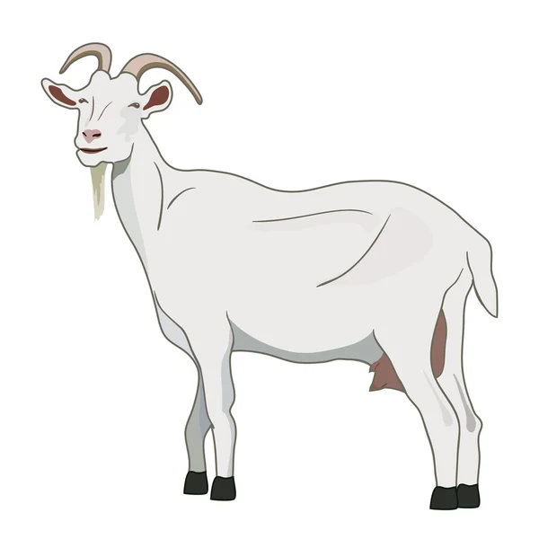Goat vector — Stock Vector