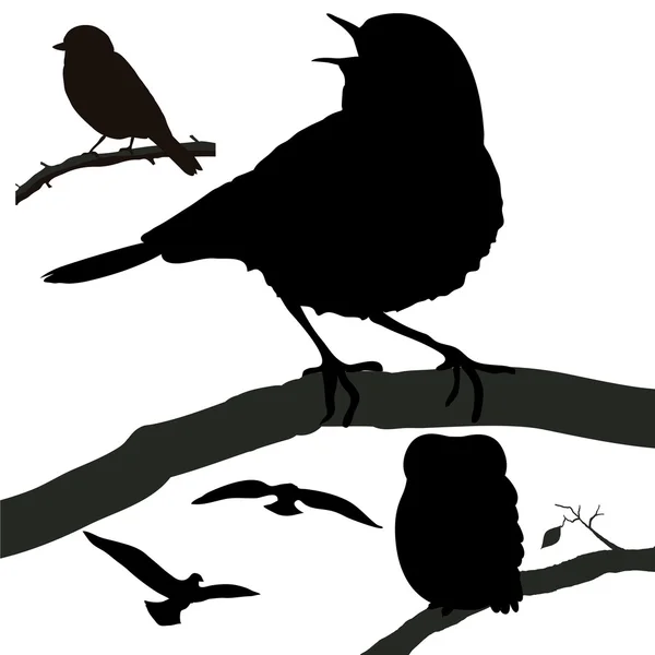 Aves silueta — Vector de stock