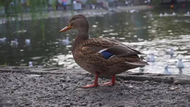 Schöne Ente im Herbst auf dem See — Stockvideo